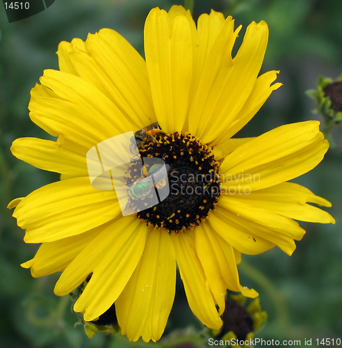 Image of Flower with bugs