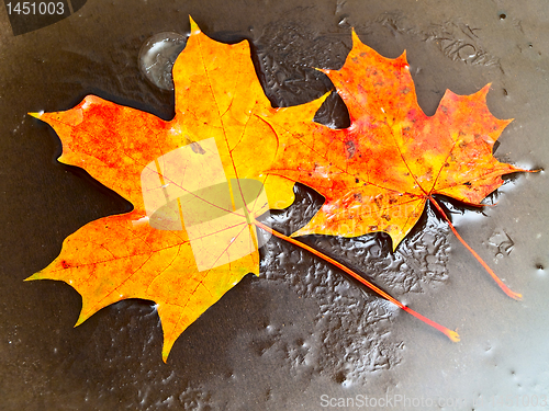 Image of maple leaves in ice