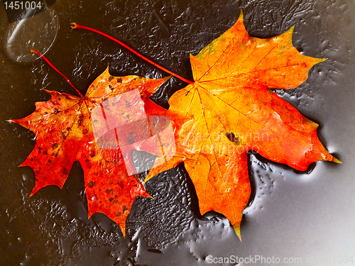 Image of orange maple leaves in ice