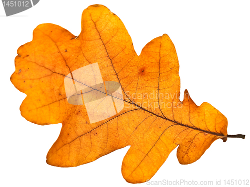 Image of oak leaf