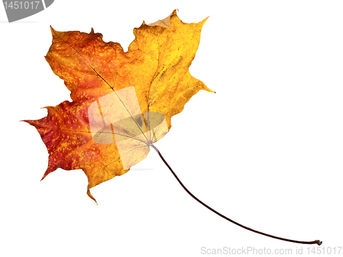 Image of autumn maple leaf