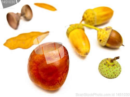 Image of chestnut and acorns