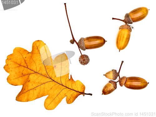 Image of oak leaves and acorns