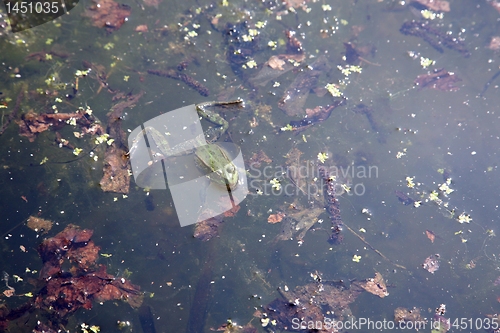 Image of Green frog in water