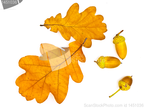 Image of oak leaves and acorns