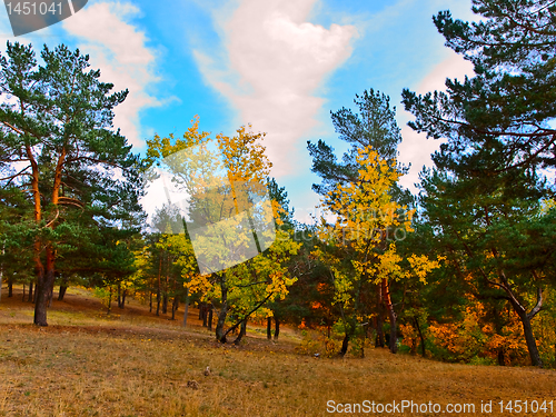 Image of Autumn forest