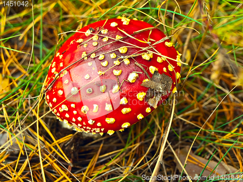 Image of fly agaric