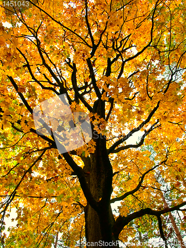 Image of Yellow maple