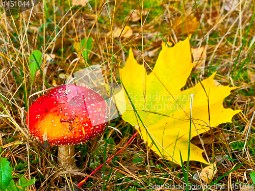 Image of fly agaric with maple leaf