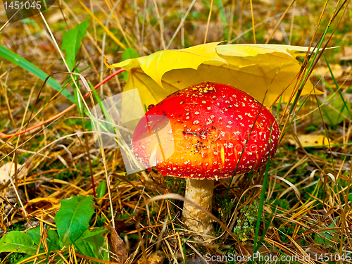 Image of fly agaric under leaf