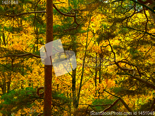 Image of Autumn forest background