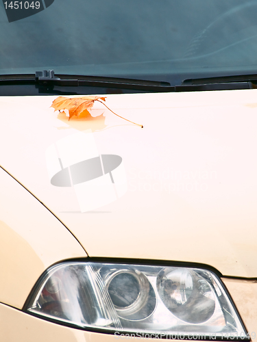 Image of headlight and leaf at bonnet