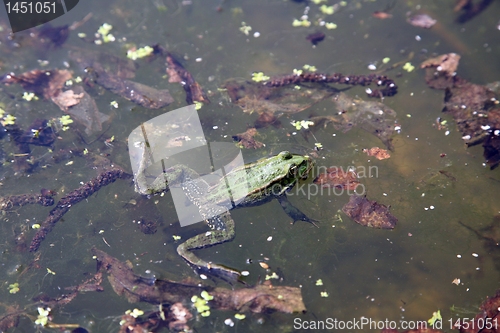 Image of Green frog in water