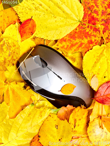 Image of autumn mouse