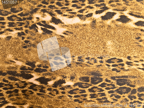 Image of leopard background