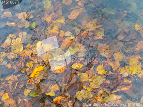Image of Autumn water and leaves