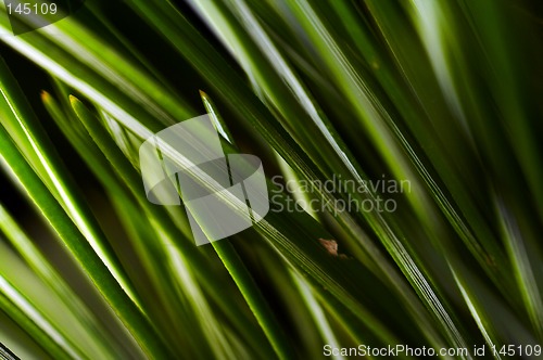 Image of Macro background