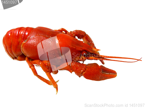 Image of  boiled crayfish