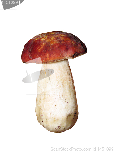 Image of mushroom