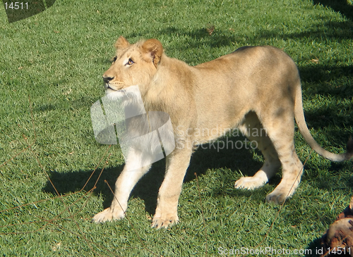 Image of lion