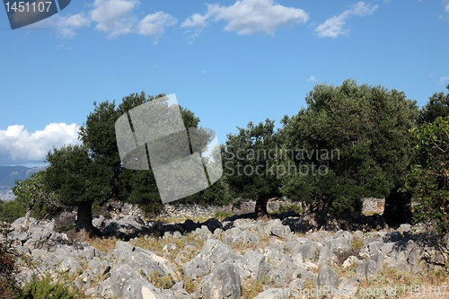Image of Olive grove