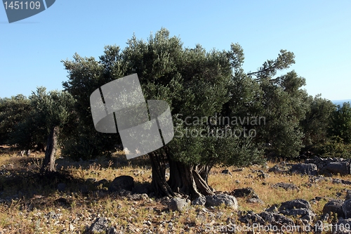 Image of Olive grove