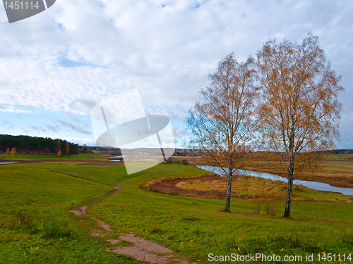 Image of two birch