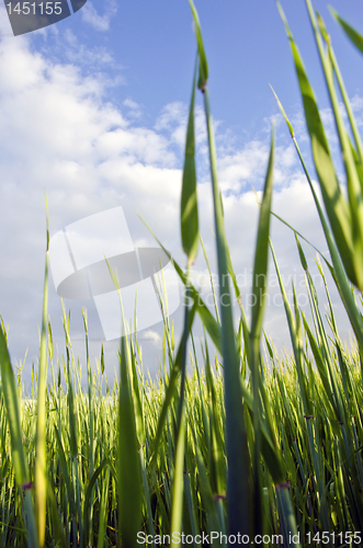 Image of Early corn barley in agricultural field.