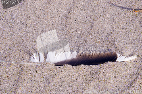 Image of Bird quill in the sand. Natural sea view.