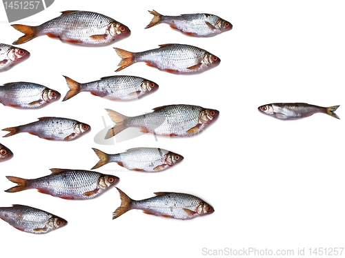 Image of fish group all by itself