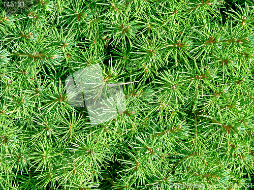 Image of Christmas tree detail