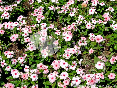 Image of Flowers field