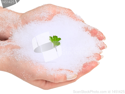 Image of Hands with green leaf in snow