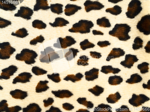 Image of leopard background