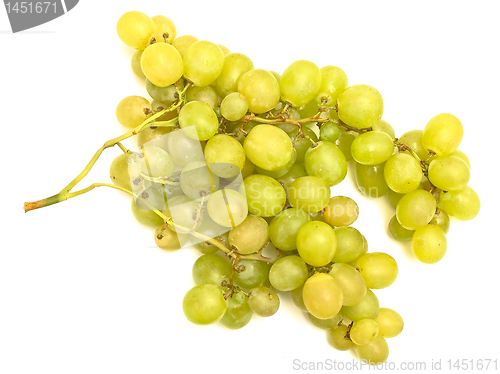 Image of green grape vine