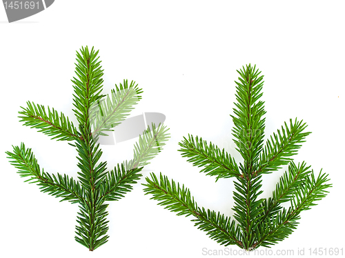 Image of fir