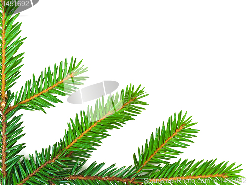 Image of fir corner
