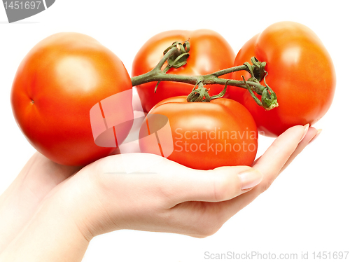 Image of tomatoes in hands