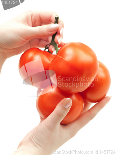Image of tomatoes in hands