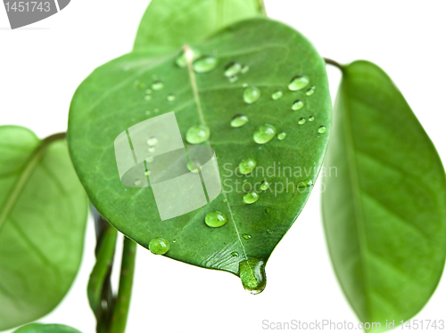Image of green leave with drops