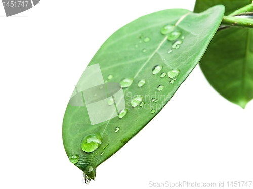 Image of green leave with drops