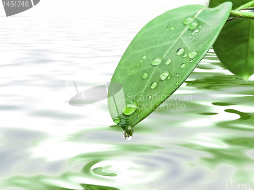 Image of green leave with drops