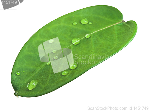 Image of green leave with drops