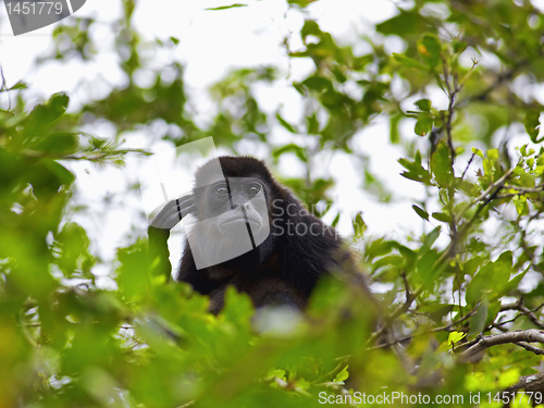 Image of A Howler monkey