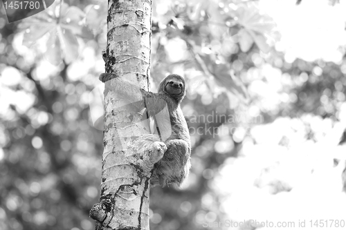 Image of A Three-toed Sloth