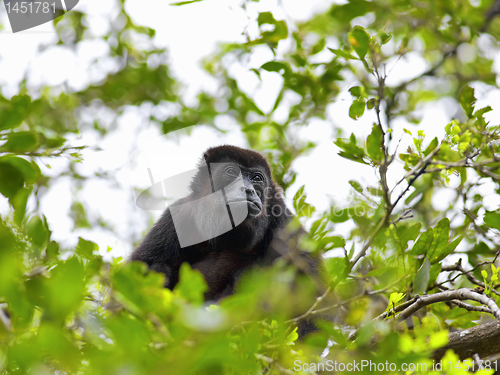 Image of A Howler monkey