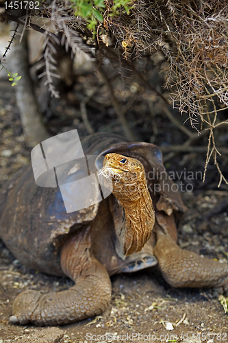 Image of A Galapagos tortoise