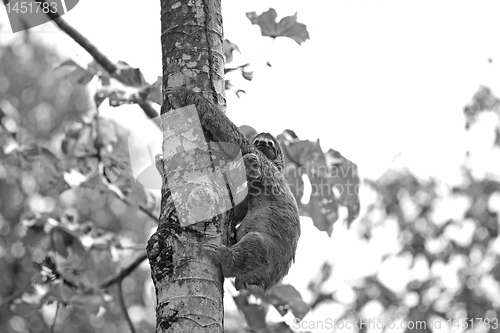 Image of A Three-toed Sloth