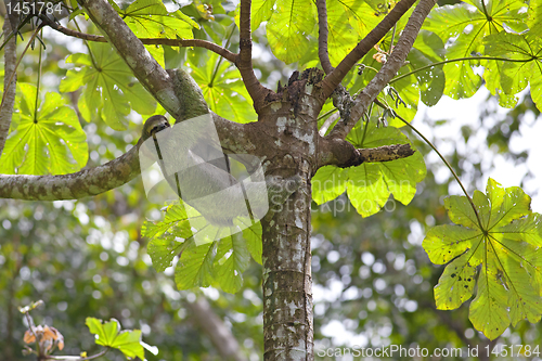 Image of A Three-toed Sloth