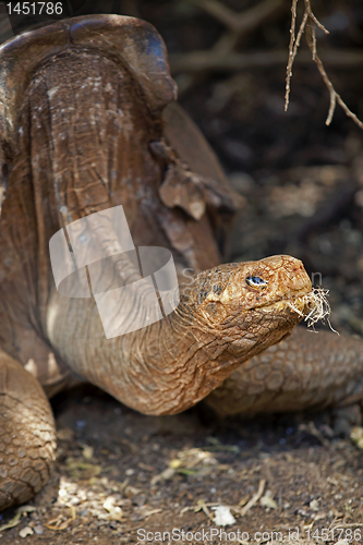 Image of A Galapagos tortoise